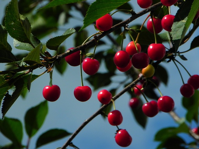 How to grow a cherry tree